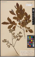 Salix aurita L. x Salix silesiaca Willd.